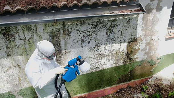 Top rated local Mold Testing specialists in Woodbury, TN